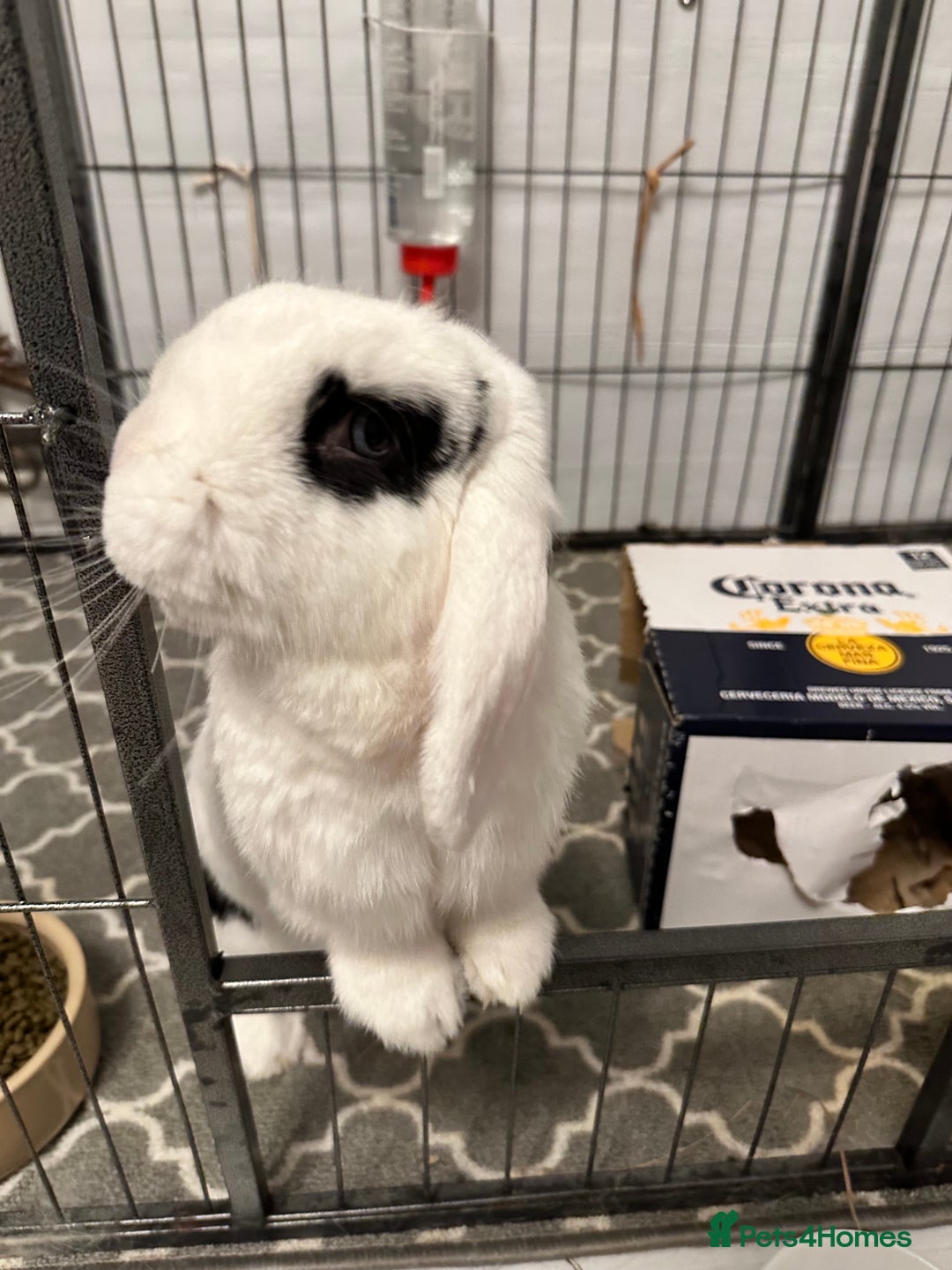 Dwarf Lop rabbits for sale: Female neutered dwarf lop rabbit - Advert 1