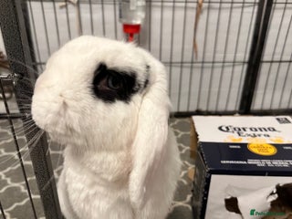 Dwarf Lop rabbits for sale: Female neutered dwarf lop rabbit - Advert 1