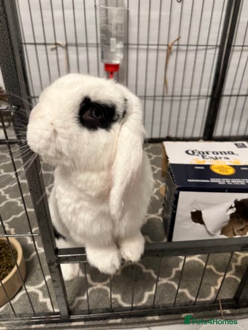 Dwarf Lop rabbits Female neutered dwarf lop rabbit - Advert 2