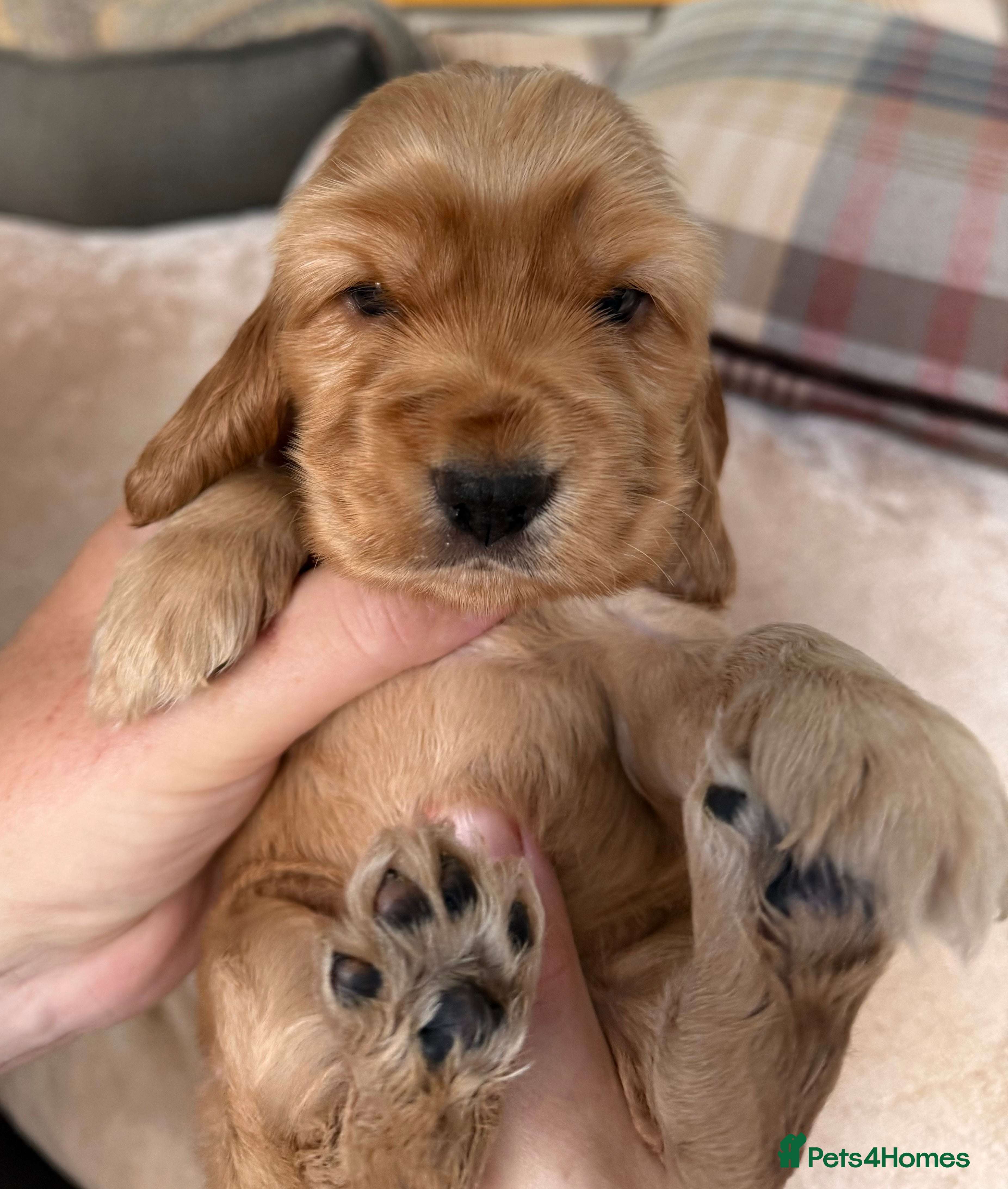 Cocker Spaniel dogs Show type cocker spaniel puppies - Golden  - Advert 2