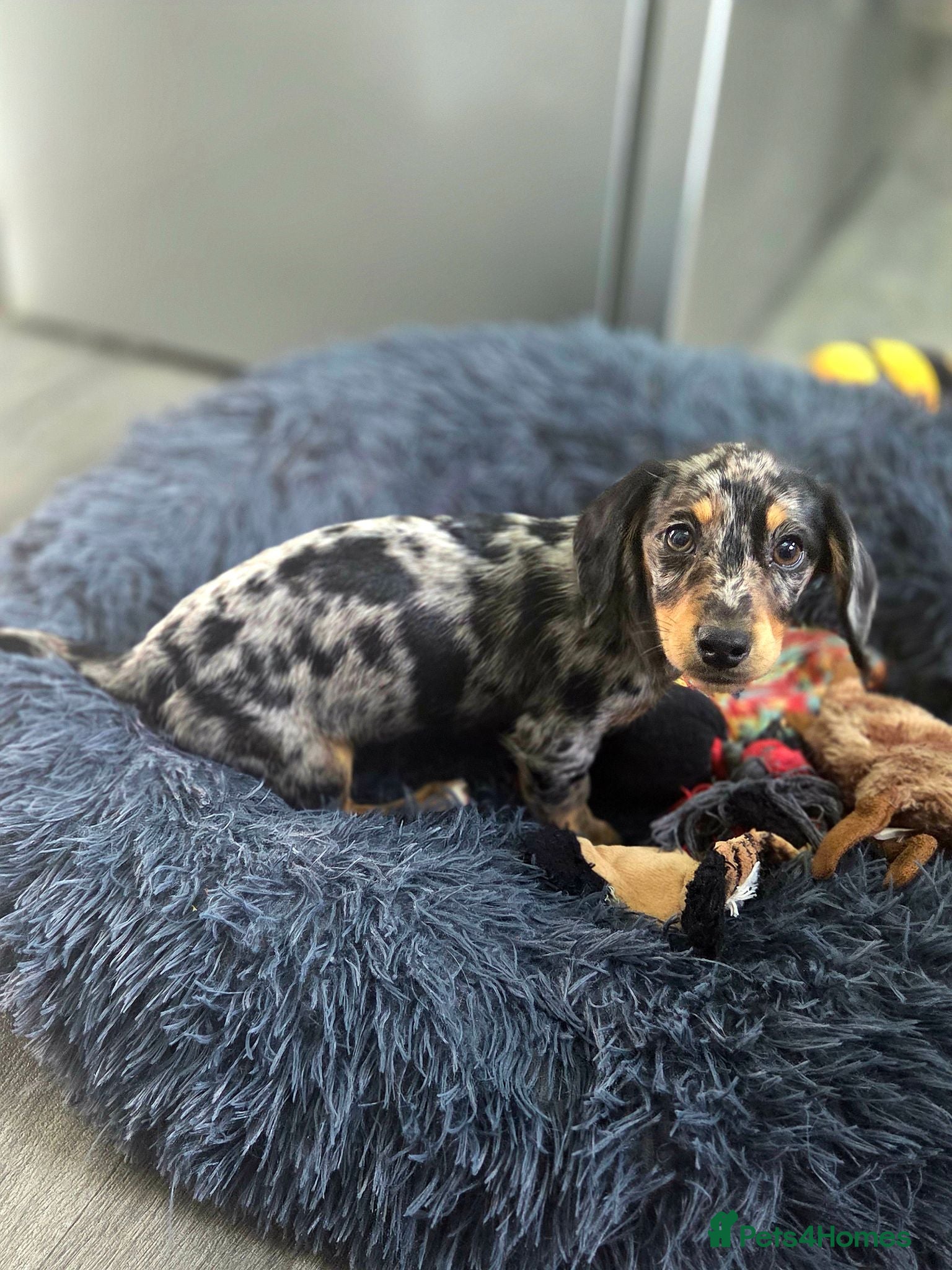 Miniature Dachshund dogs Piebald/ black and cream miniature dachshunds - Advert 16