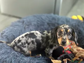 Miniature Dachshund dogs Piebald/ black and cream miniature dachshunds - Advert 16