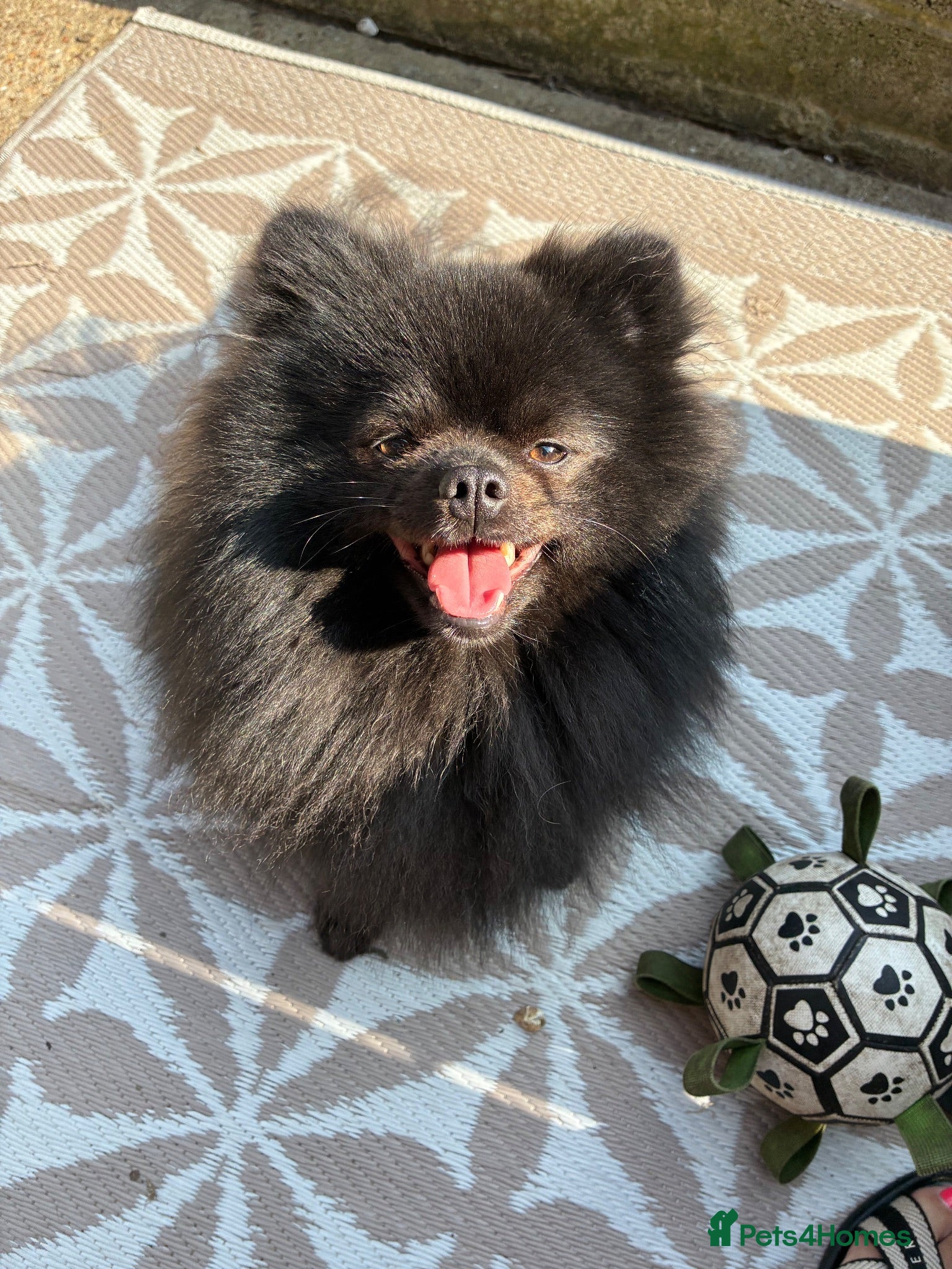 Pomeranian dogs Stud only  - Advert 1