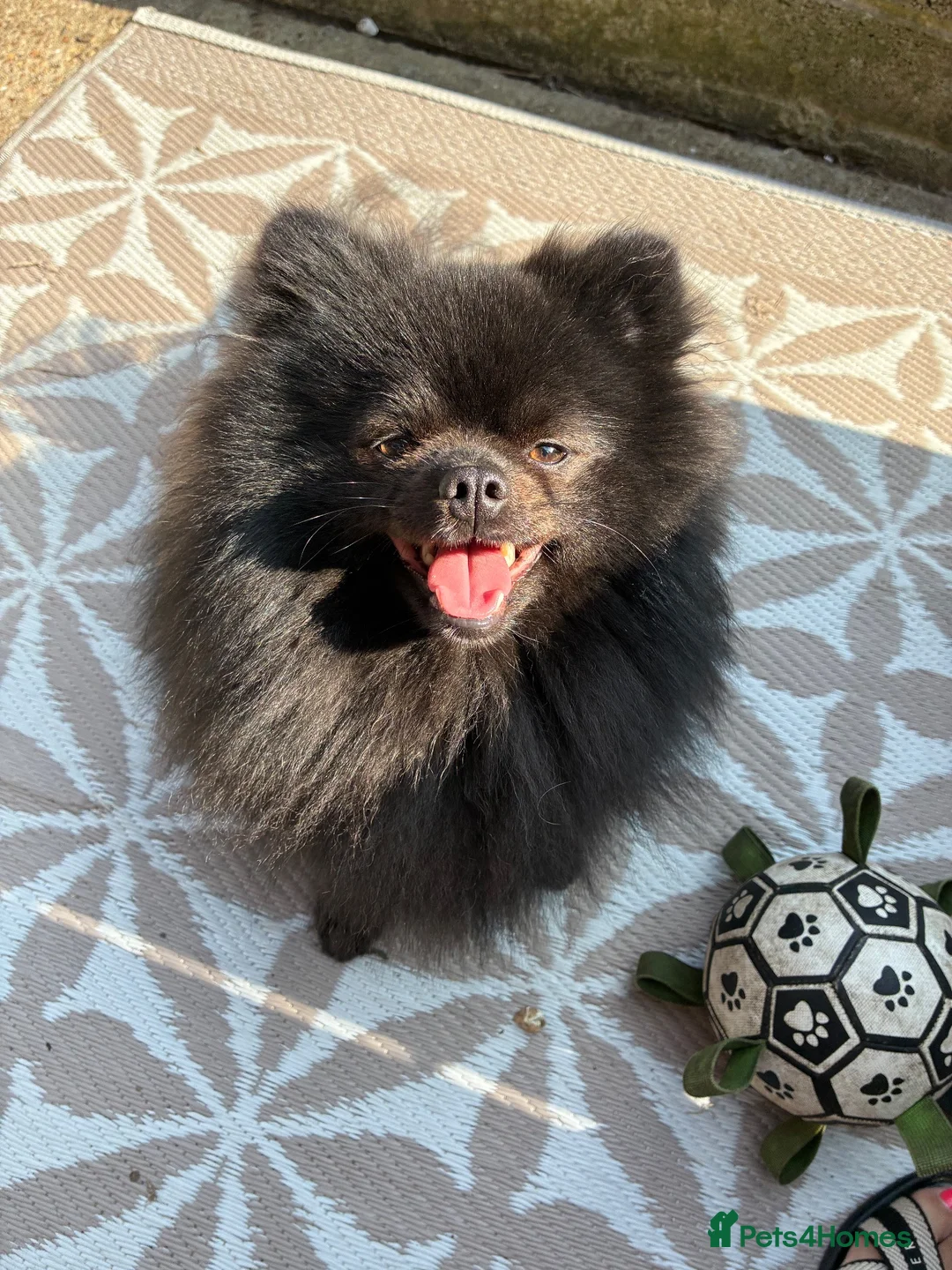 Pomeranian dogs for stud: Stud only  in Winchester - Advert 1