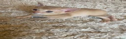 Abyssinian cats for sale: Abyssinian Kittens 🐾 - Advert 5