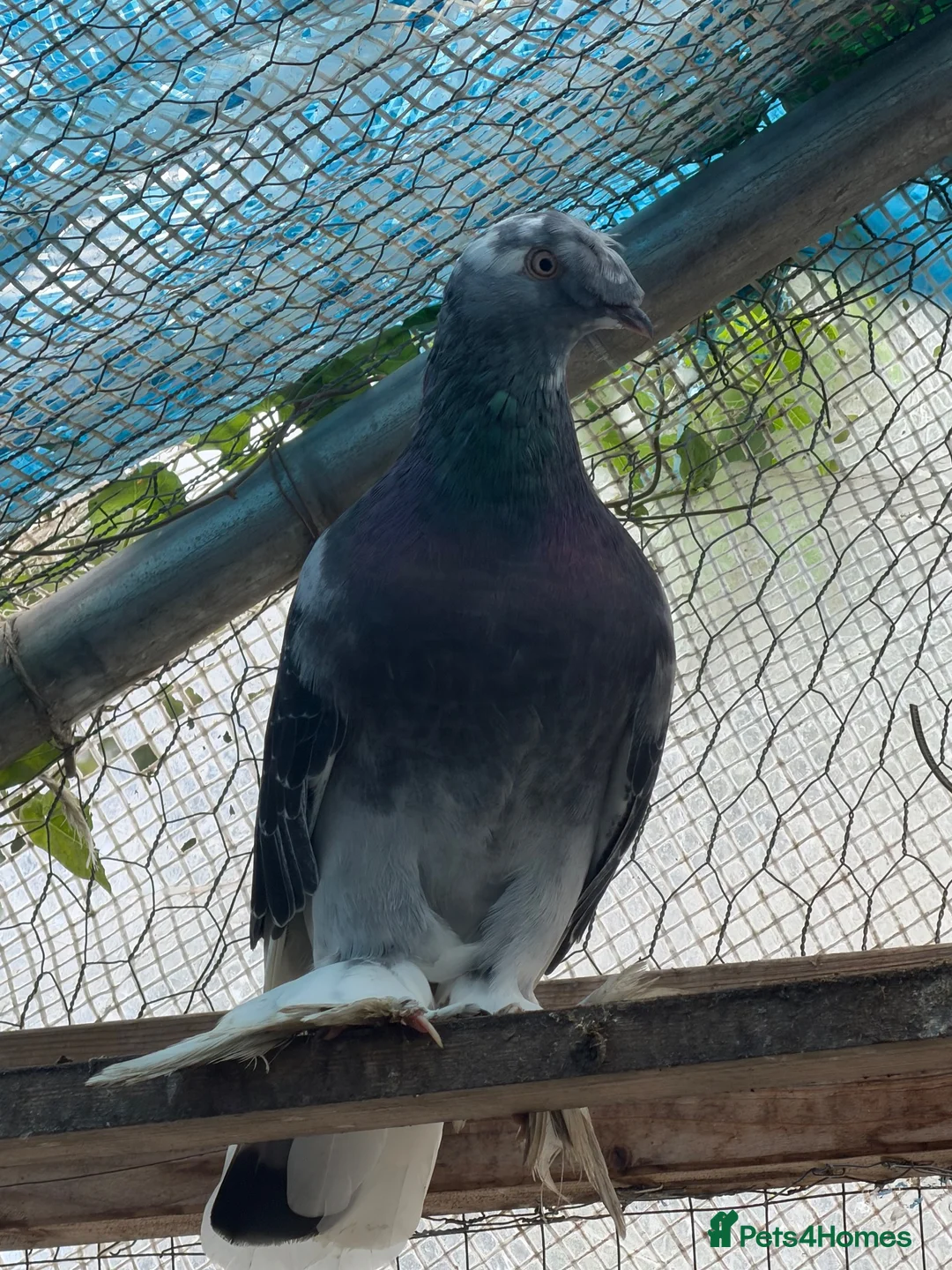 Pigeons birds for sale: Roller mix in London - Advert 8