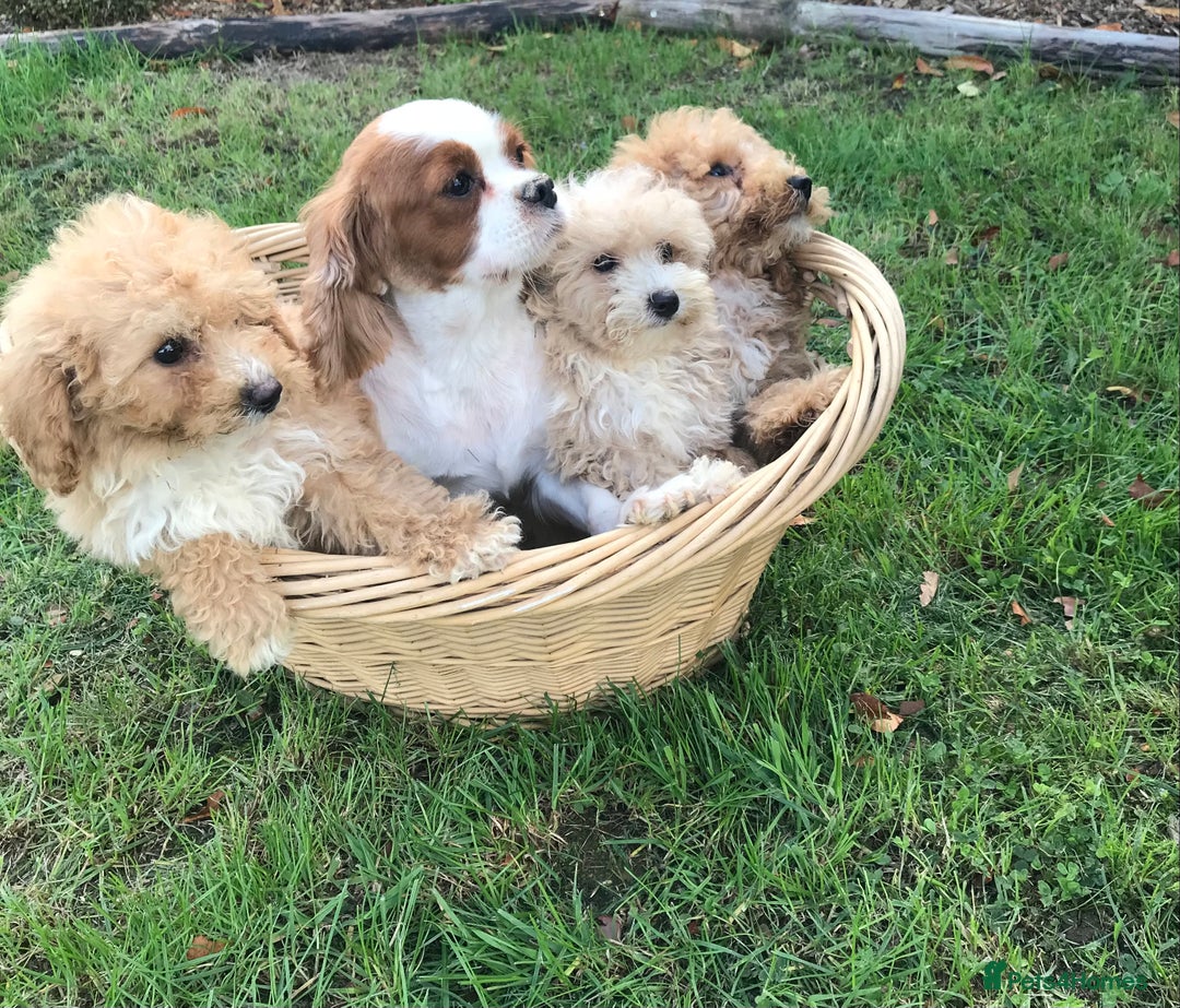 Cavapoochon dogs for sale: Cavapoochon puppys  - Image 5