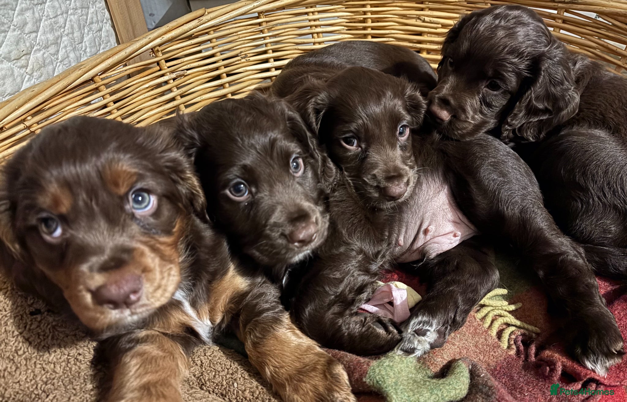 Cocker Spaniel dogs KC REGISTERED WORKING COCKER SPANIEL PUPPIES - Advert 1