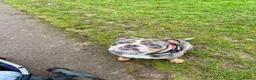 Old Tyme Bulldog dogs for sale: Ralph / Ralphy old tyme bulldog  in St Albans - Advert 6