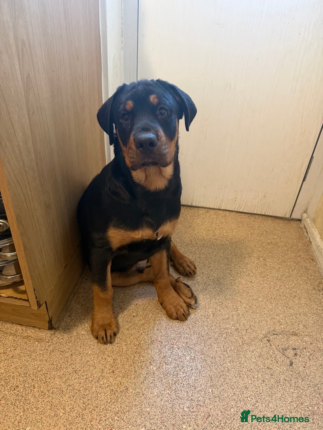 Rottweiler dogs for sale: Rottweiler  - Advert 1