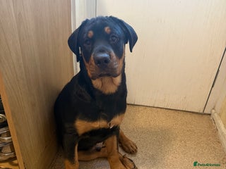 Rottweiler dogs Rottweiler - Advert 2