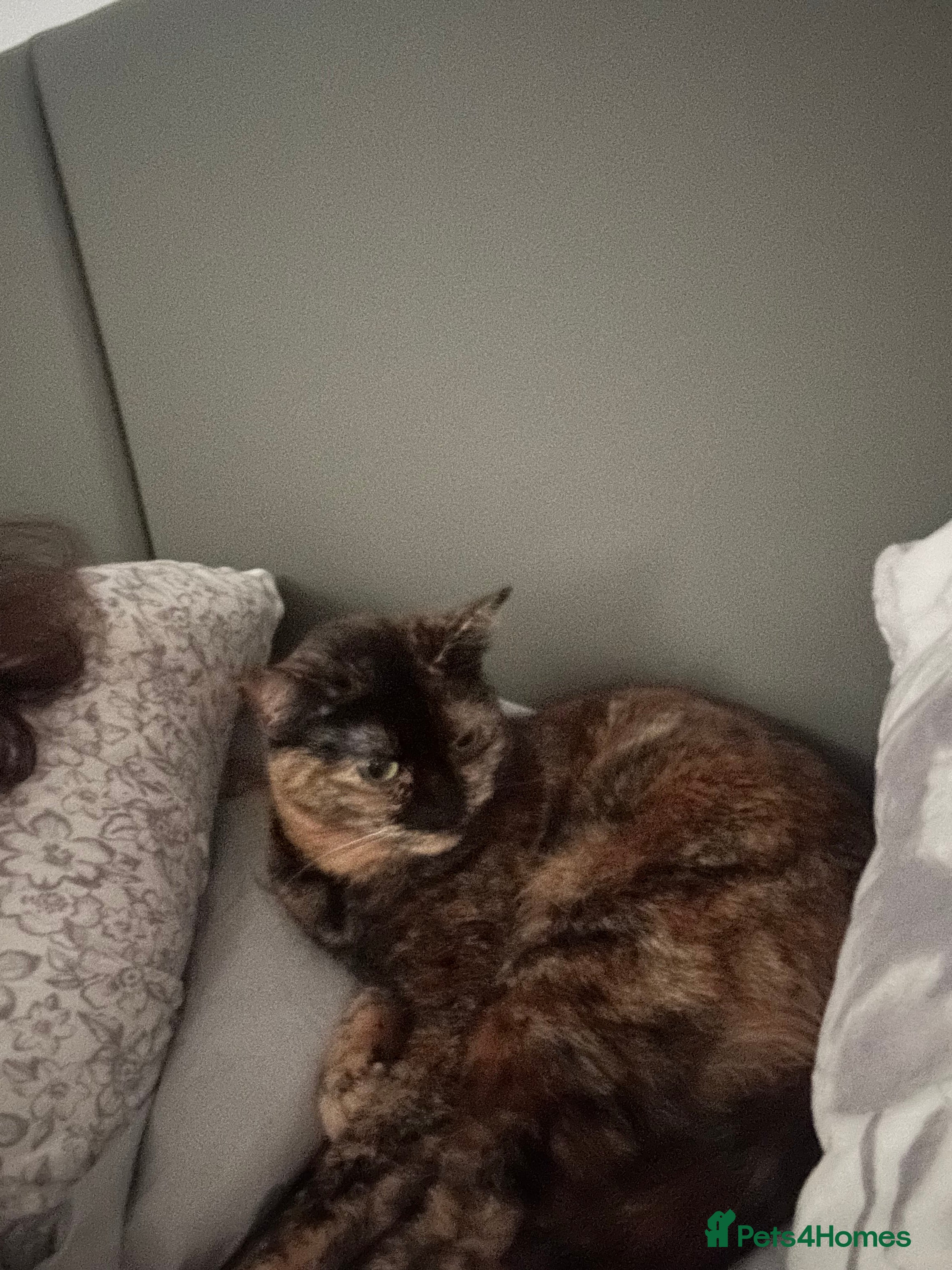 Domestic Shorthair cats INDOOR ONLY PLEASE  - Advert 2