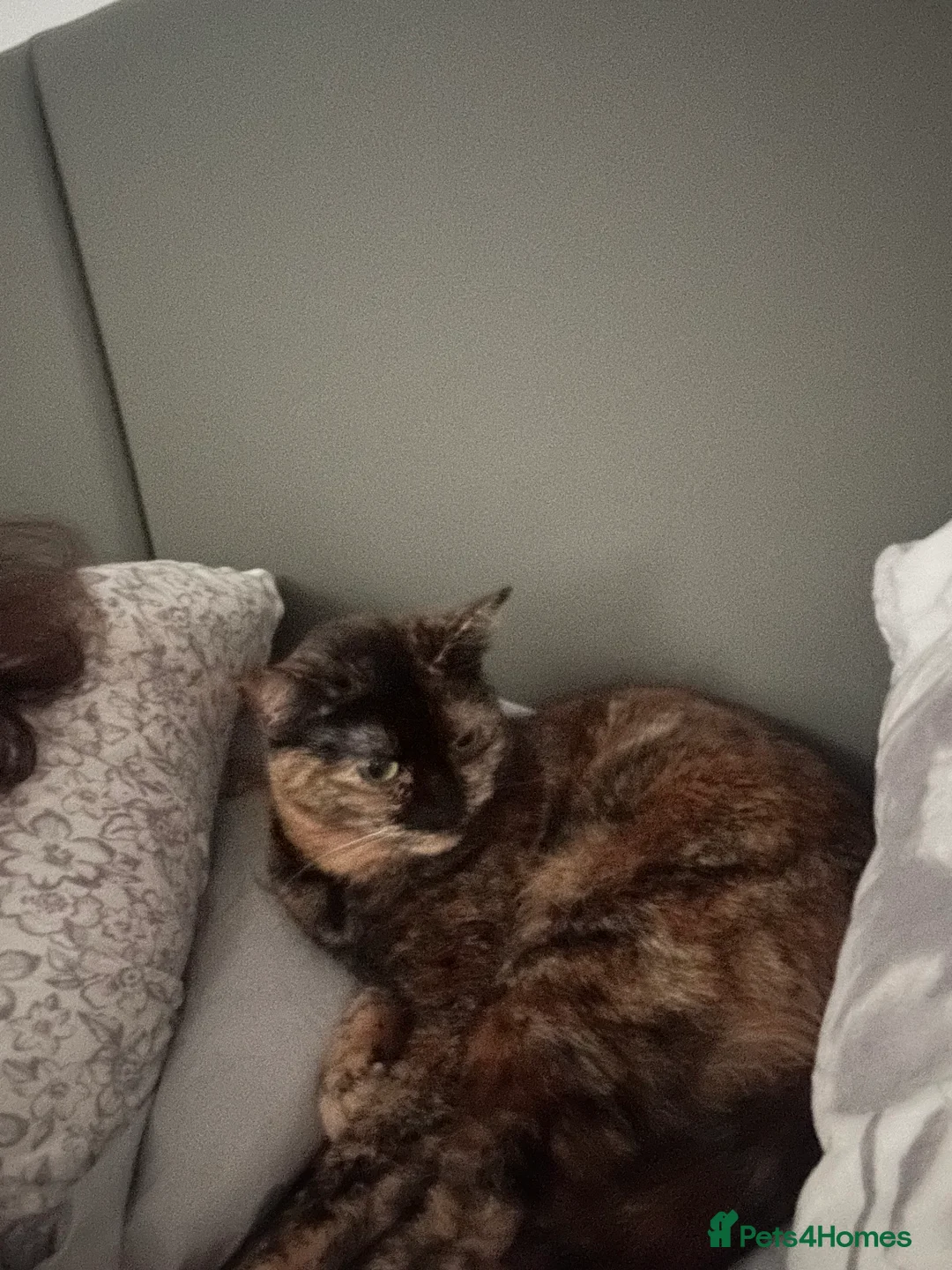 Domestic Shorthair cats for sale: INDOOR ONLY PLEASE  - Advert 1