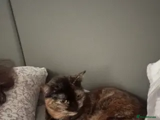 Domestic Shorthair cats INDOOR ONLY PLEASE - Advert 2