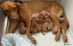 Labrador Retriever dogs for sale: Fox Red, Health Tested, KC Reg Lab Puppies - Advert 23