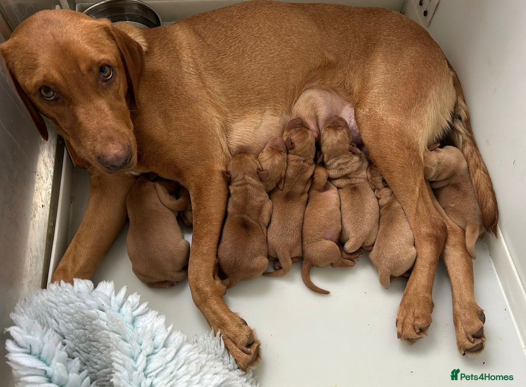 Labrador Retriever dogs for sale: Fox Red, Health Tested, KC Reg Lab Puppies - Advert 23