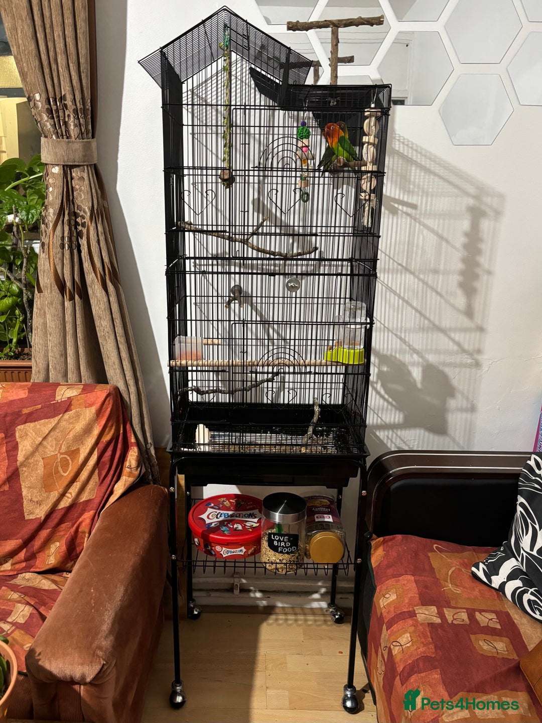 Lovebirds birds for sale: Lovebirds with Full Setup – £200 NEGOTIABLE - Advert 2