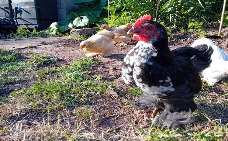 Chickens poultry - Advert 16