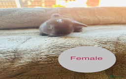 Mini Lop rabbits for sale: 6 baby mini lops ready to reserve  - Image 4