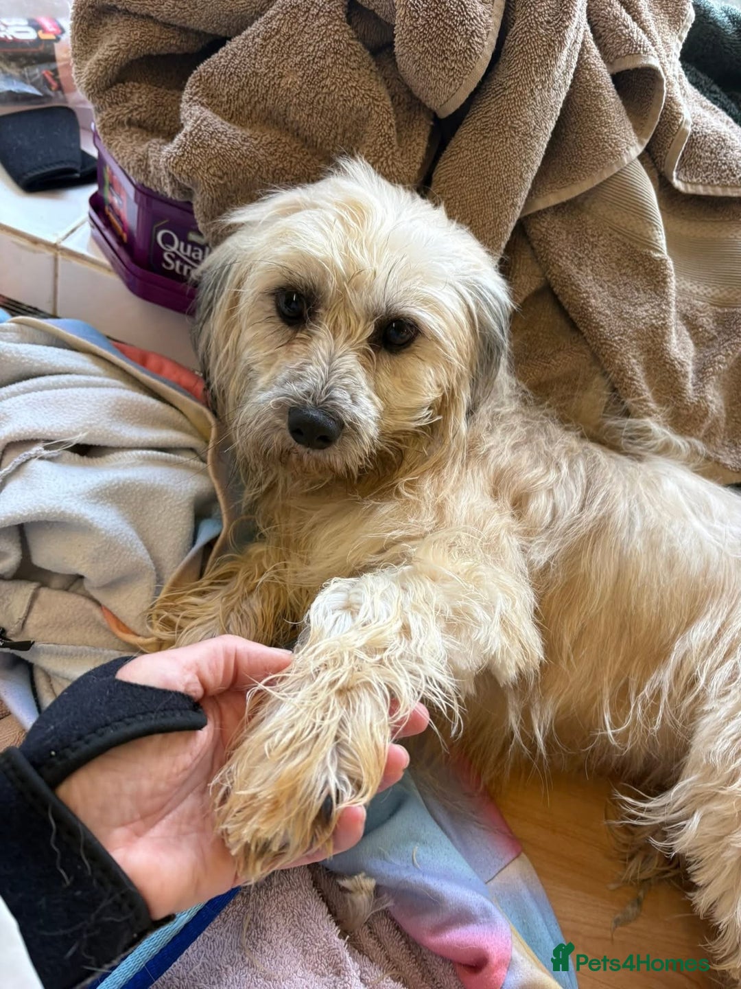 Mixed Breed dogs for adoption: Alison - Norwich Norfolk  - Advert 5