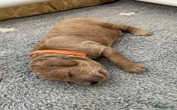 Goldendoodle dogs for sale: F1b Goldendoodles available for reservation - Image 15