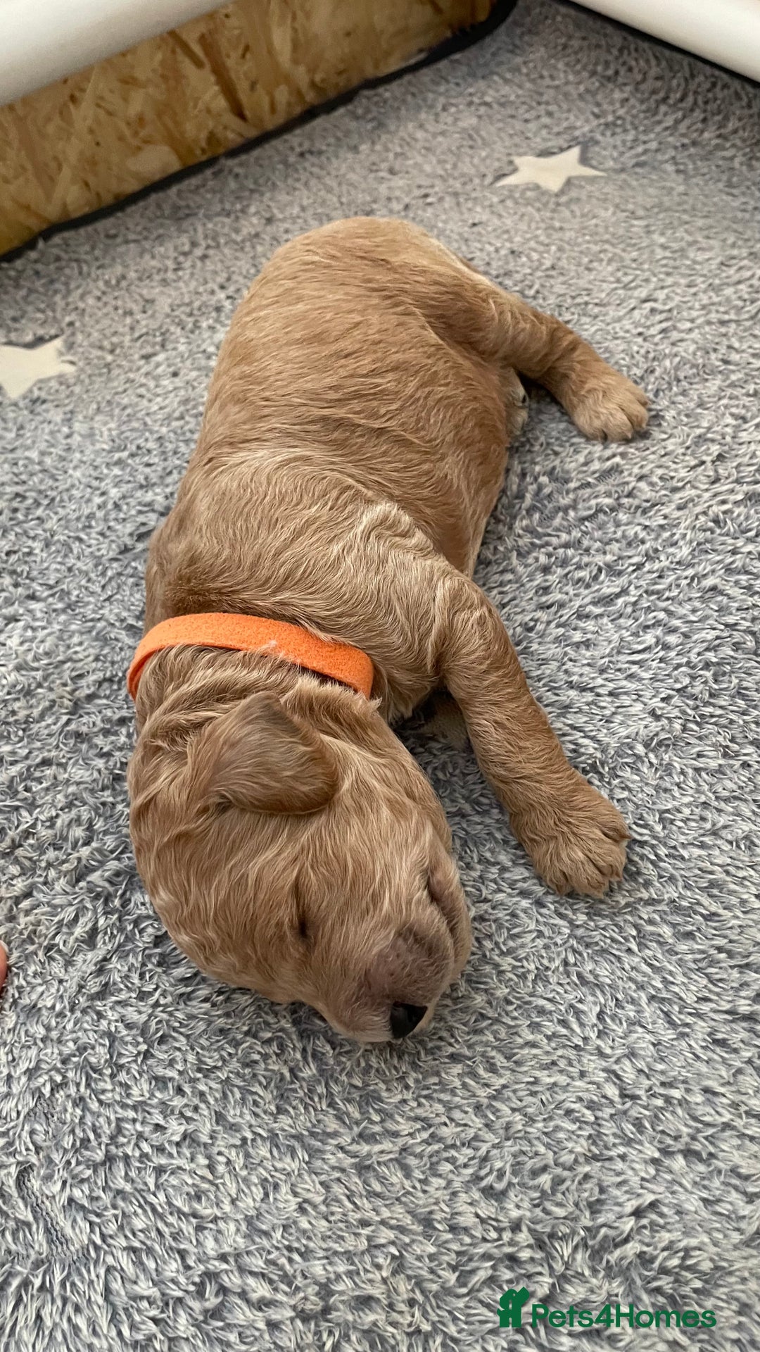 Goldendoodle dogs for sale: F1b Goldendoodles available for reservation - Image 15
