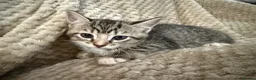 Mixed Breed cats for sale: Kittens - Advert 16