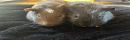 Guinea Pig rodents for sale: Female guniea pigs  in Cheltenham - Advert 2