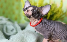 Sphynx cats for sale: Bloodline Sphynx Kittens  - Image 29