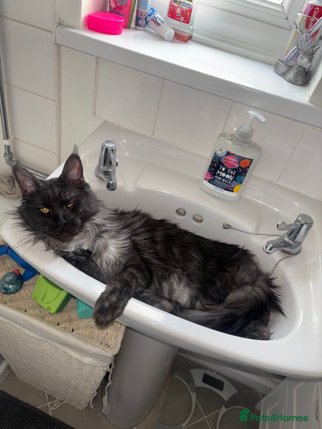 Maine Coon cats for sale: Beautiful Maine coon kittens TICA registered  - Image 14