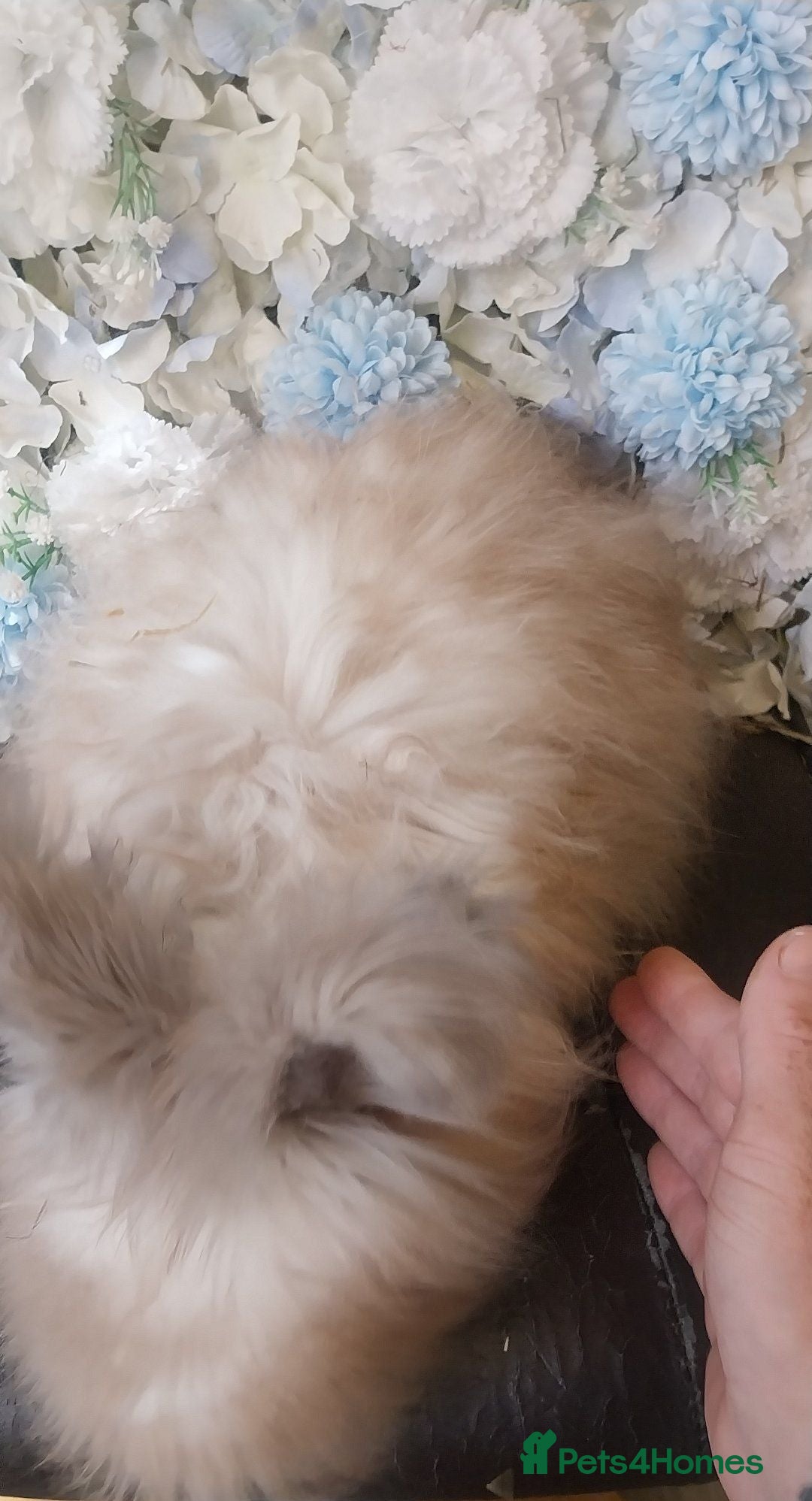 Angora rabbits Beautiful Angora Ready Now  - Advert 2