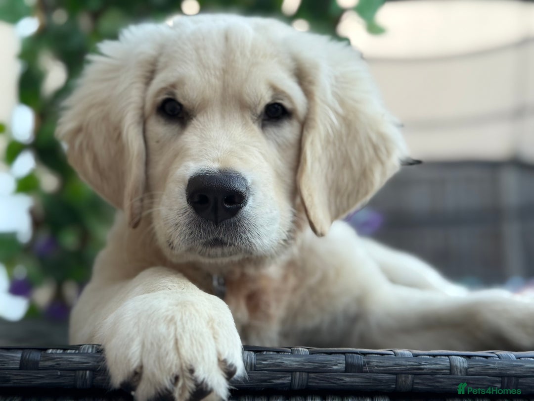 Golden Retriever dogs for sale: Golden retriver - Image 3