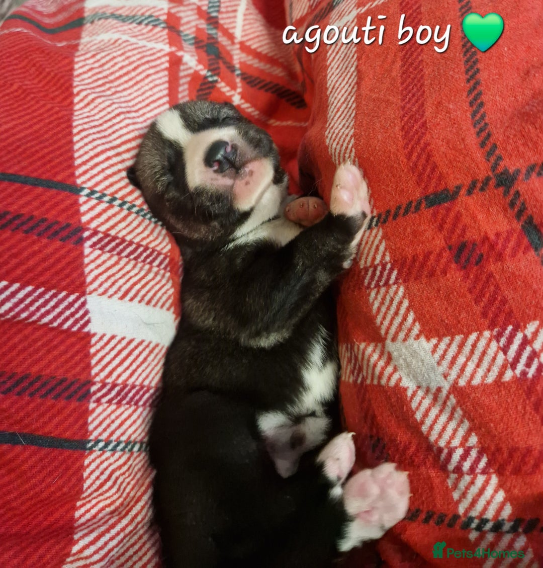 Siberian Husky dogs for sale:  Beautiful Siberian Husky Agouti Puppies ❤️ - Advert 9