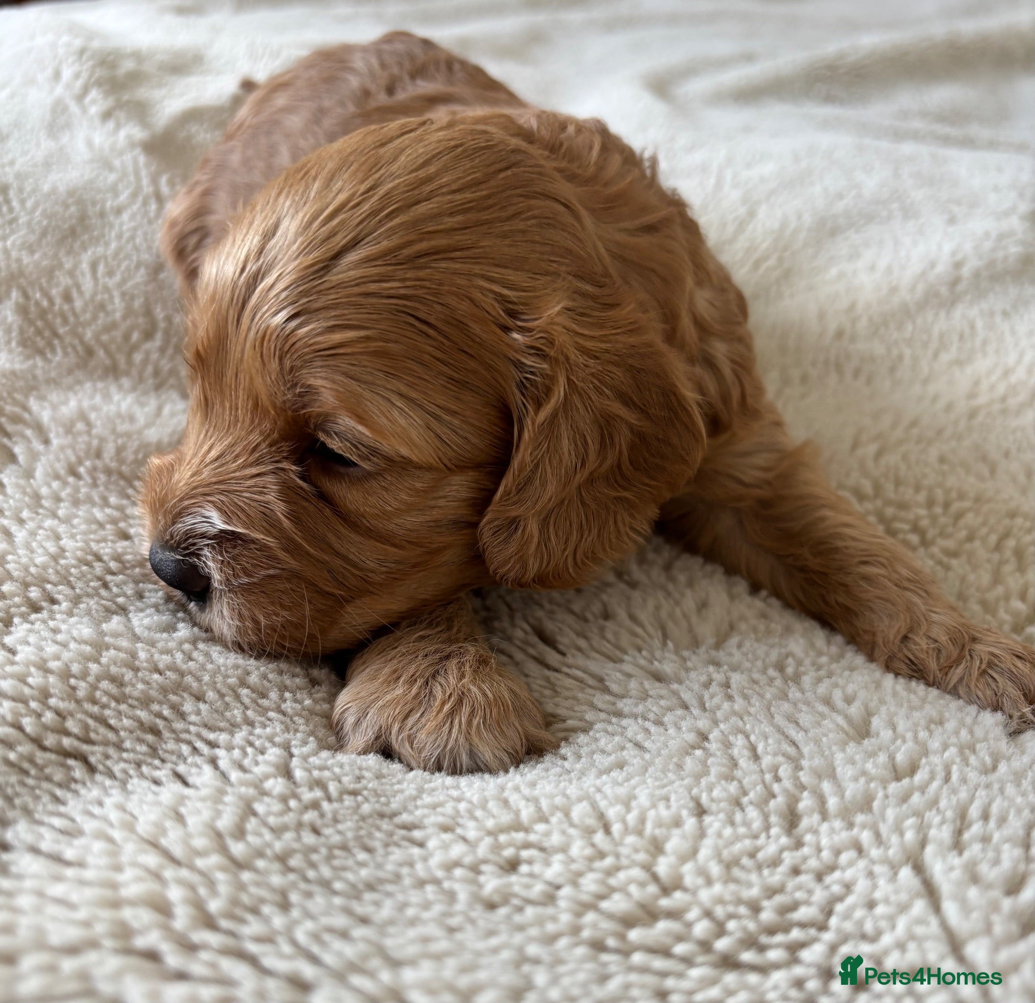 Cockapoo dogs Beautiful Cockapoo Puppies – Raised in Our Home - Advert 2