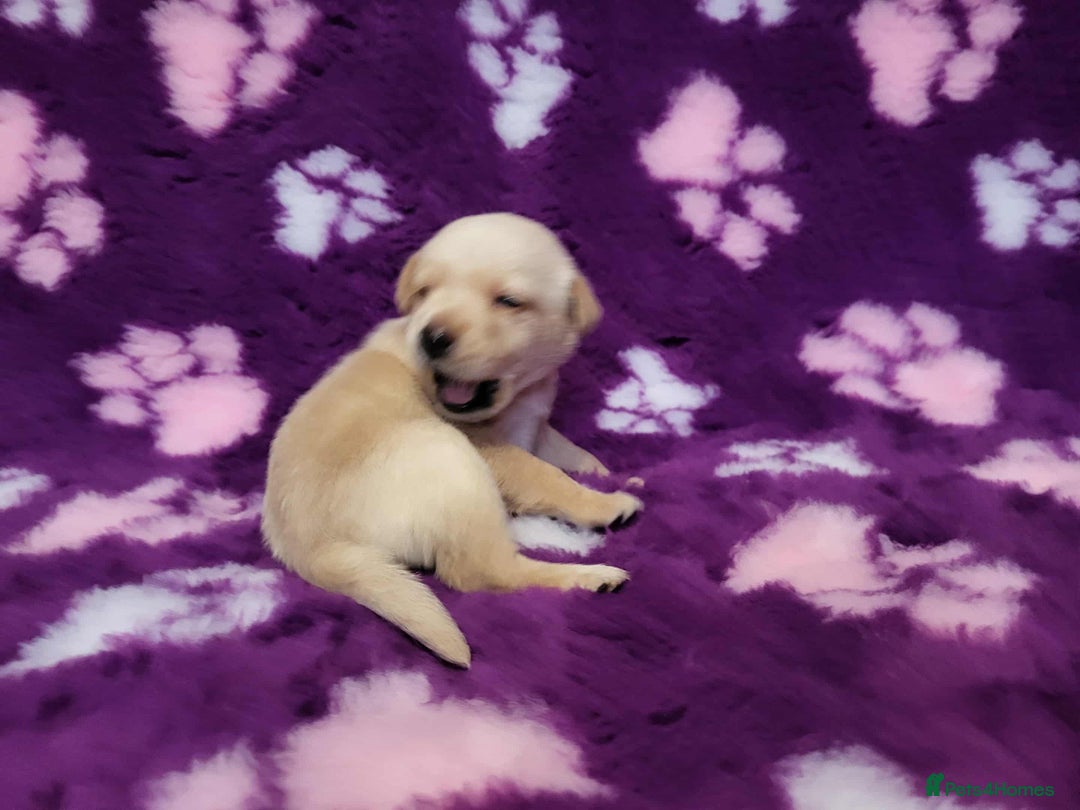 Labrador Retriever dogs for sale: KC registered yellow/black labrador puppies  - Image 11