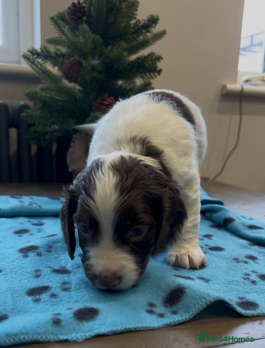 Cocker Spaniel dogs for sale: ✨Beautiful Cocker Spaniel Puppies✨ - Advert 26