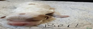 Sprocker 3