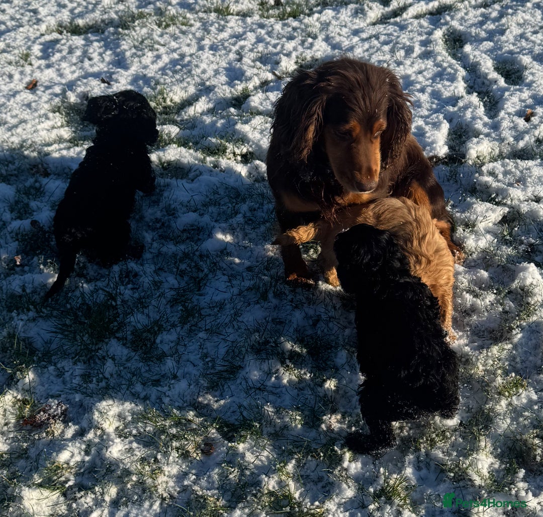 Cockapoo dogs for sale: Healthy Happy Stunning Cockapoo Puppies - Advert 14