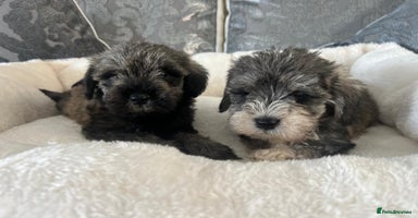 Mixed Breed dogs - Advert 9