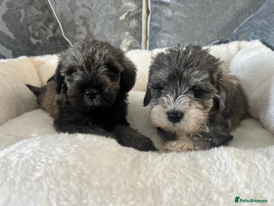 Mixed Breed dogs for sale: Schnoodle puppies for sale  - Image 2