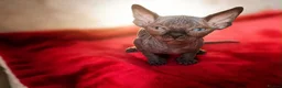 Sphynx cats for sale: Canadian sphynx kittens  - Advert 38
