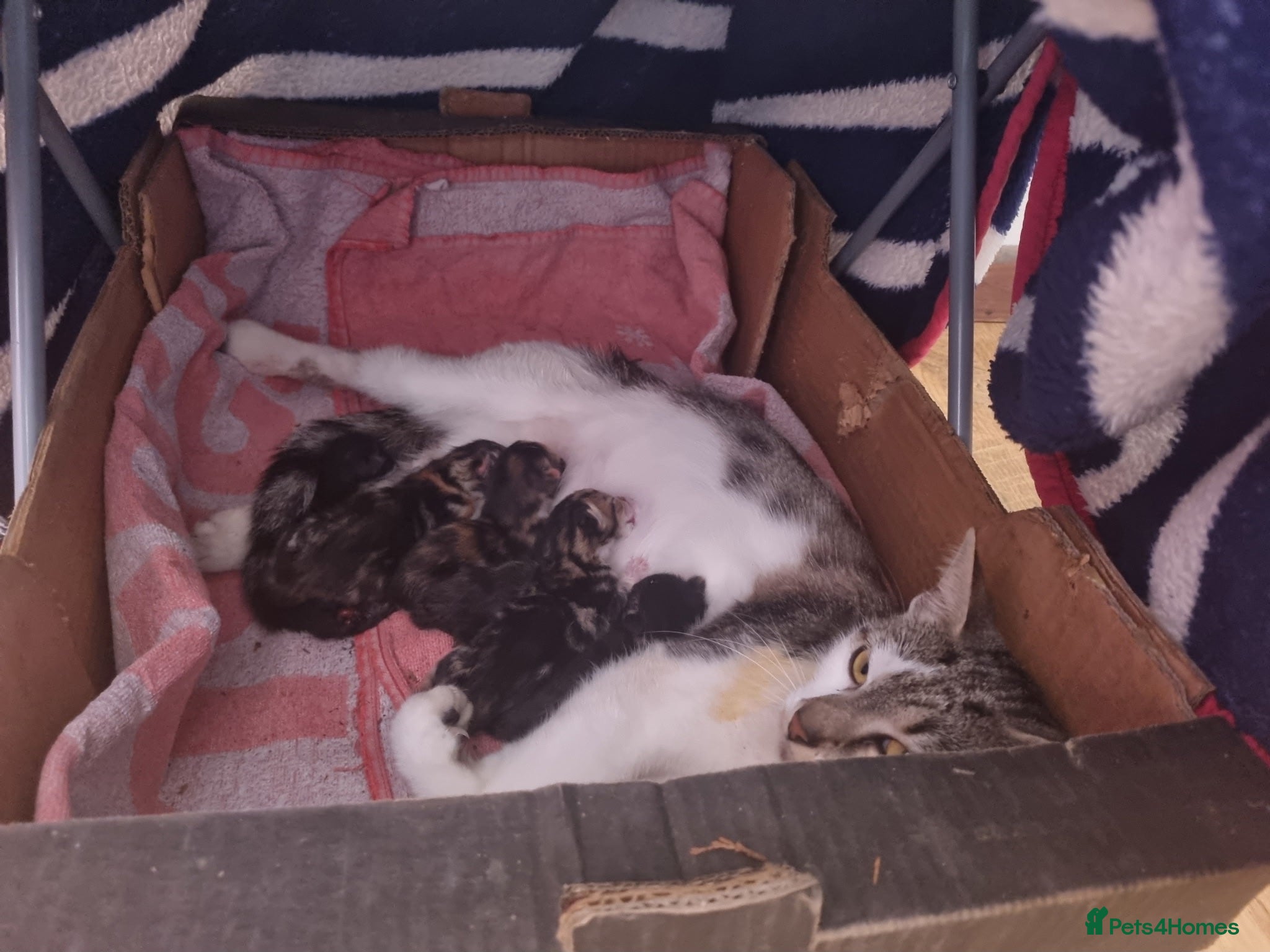 Mixed Breed cats 5 little cuties  - Advert 1