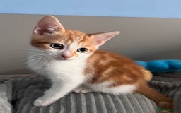 Mixed Breed cats for sale: Kittens Re Homed  - Image 6