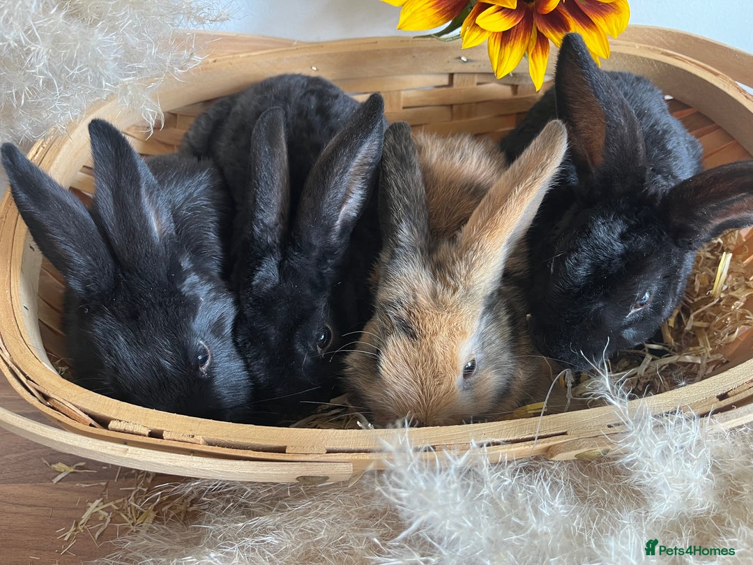 Mixed Breed rabbits for sale: Mixed breed bunnies for sale £30 each - Image 2