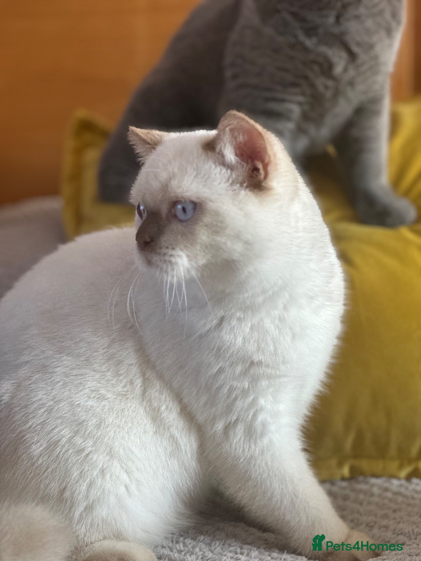 British Shorthair cats British shorthair rare colour  - Advert 9