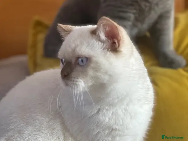 British Shorthair cats for sale: British shorthair rare colour - Advert 4
