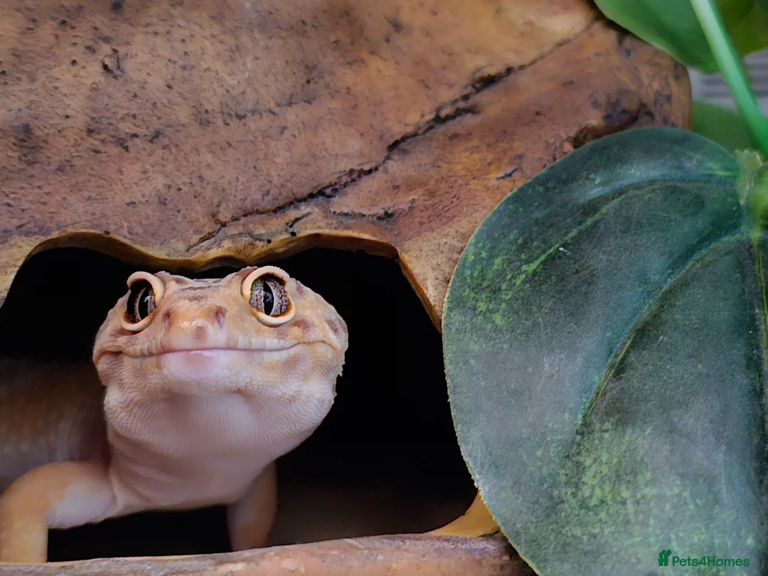 Mixed Breed reptiles for sale: Reptiles for rehoming - Advert 1