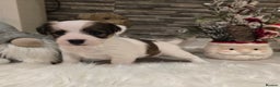 Mixed Breed dogs for sale: Five beautiful Jack Russel puppies for sale - Advert 21