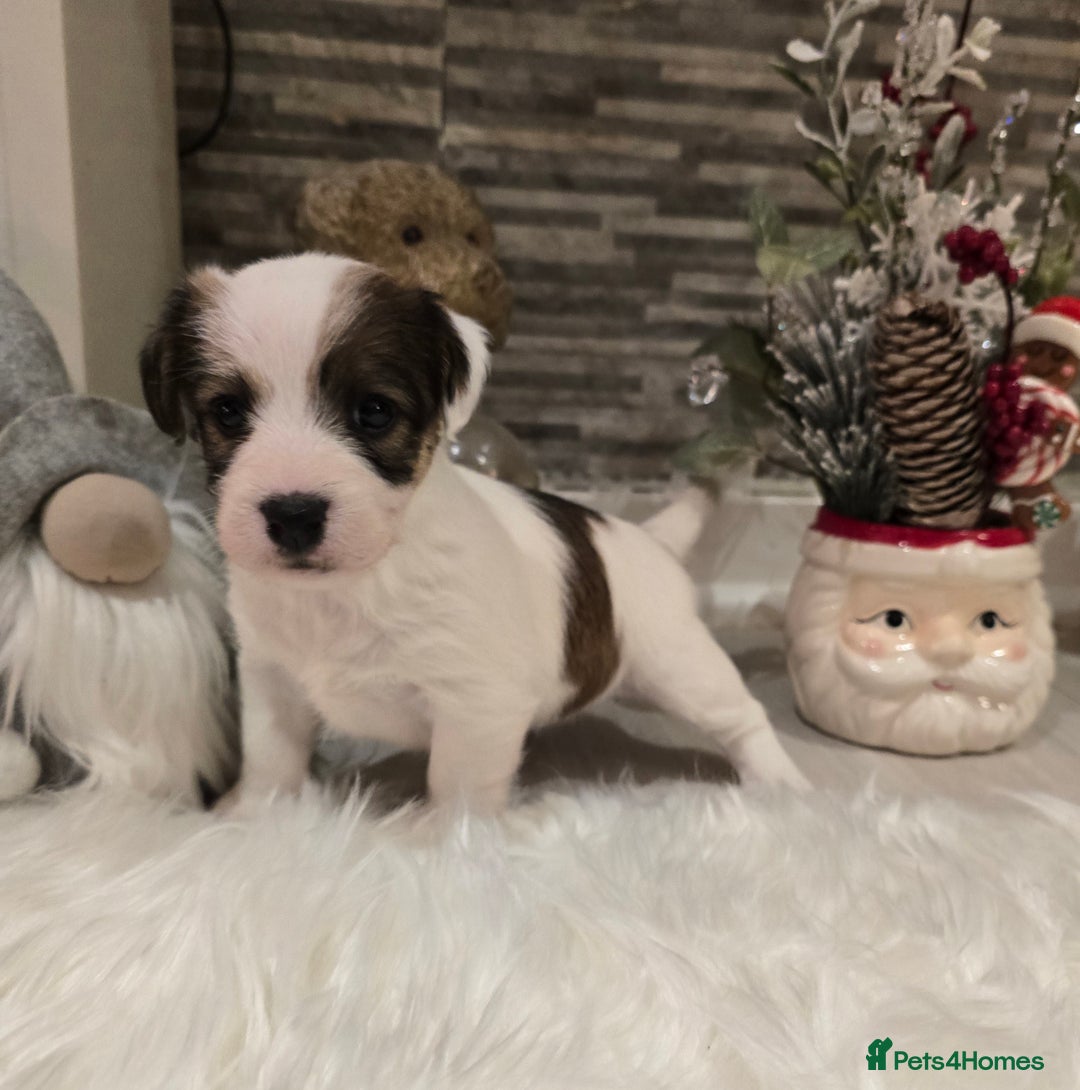 Mixed Breed dogs for sale: Five beautiful Jack Russel puppies for sale - Advert 21