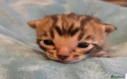 Bengal cats for sale: Bengal Kittens Tica Registered  - Image 2